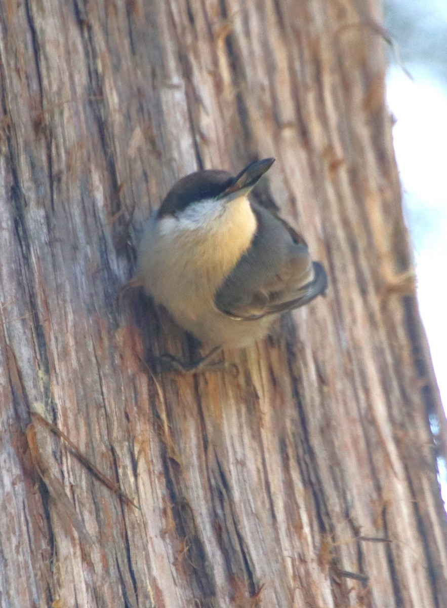 Brown-headed Nuthatch - ML625358651