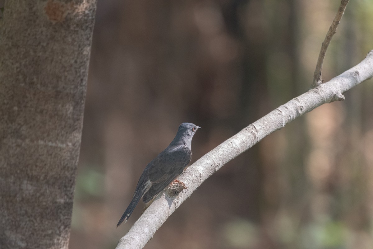 Gray-bellied Cuckoo - ML625358657