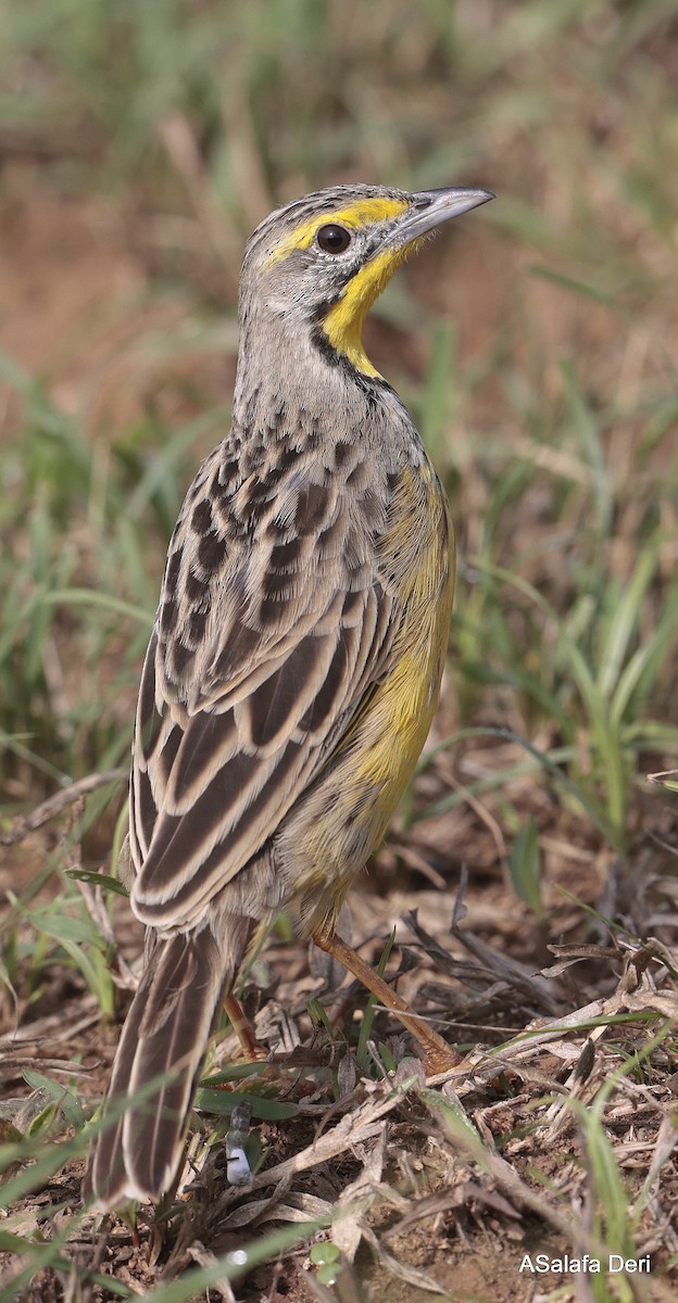 Yellow-throated Longclaw - ML625358698