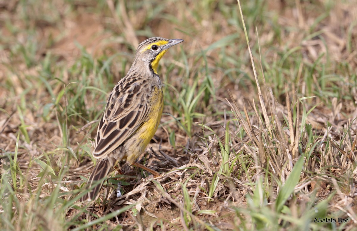 Yellow-throated Longclaw - ML625358699