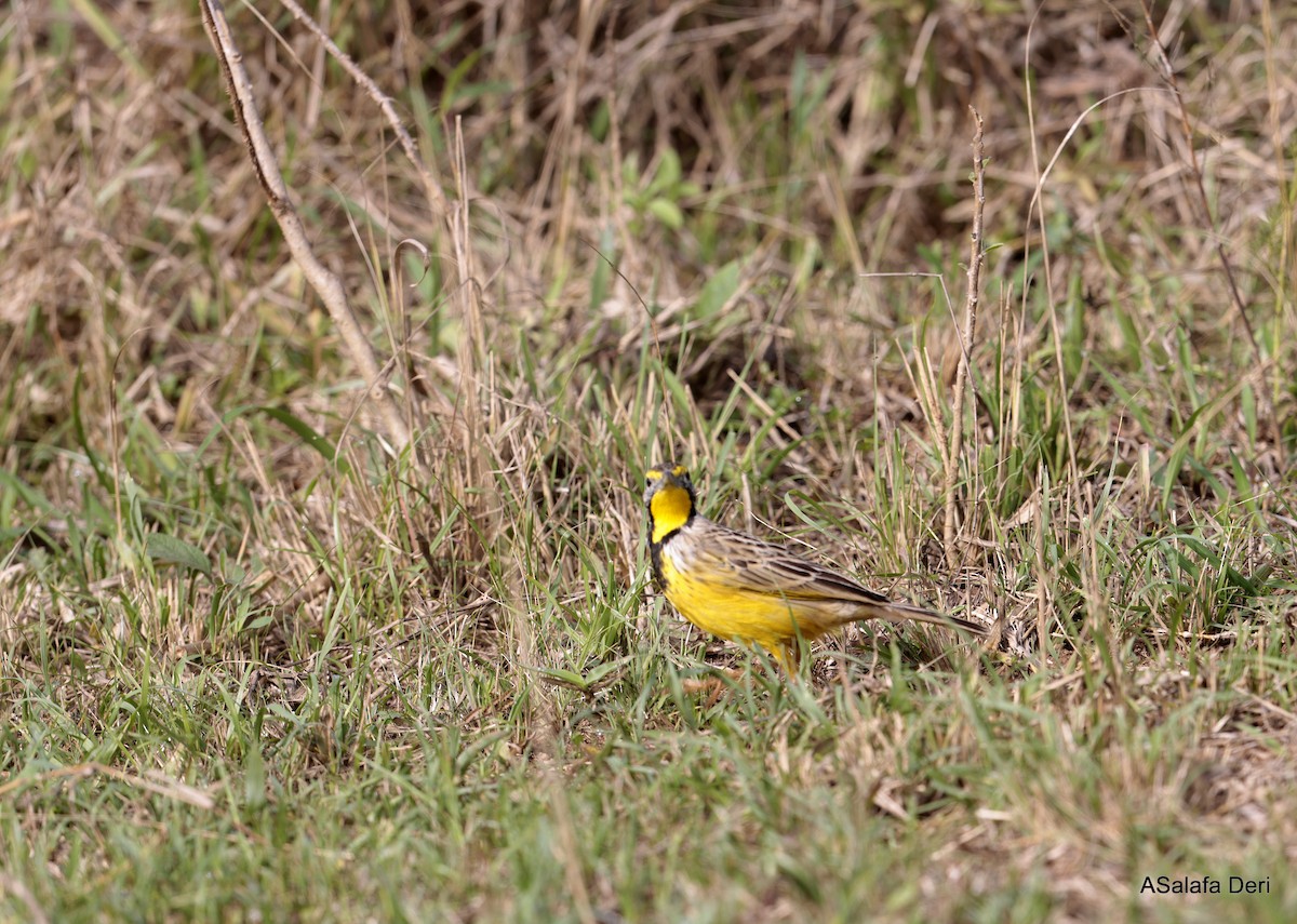 Yellow-throated Longclaw - ML625358700