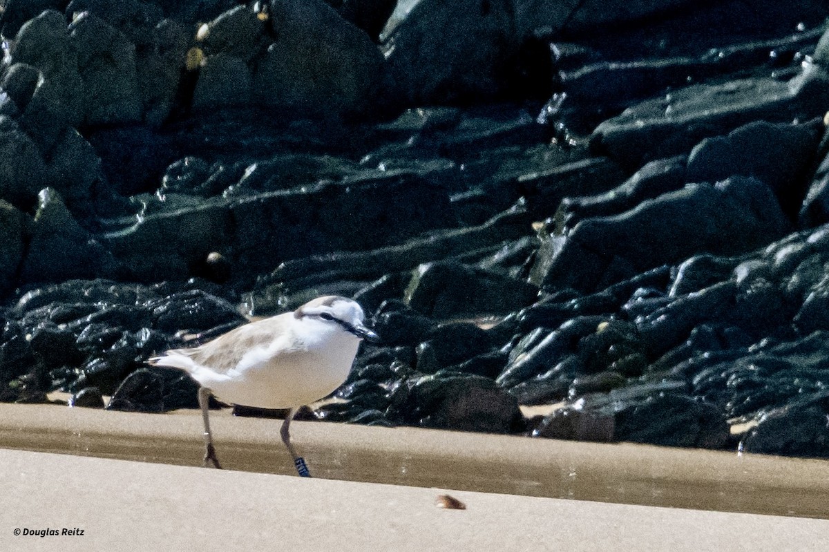 White-fronted Plover - ML625358712