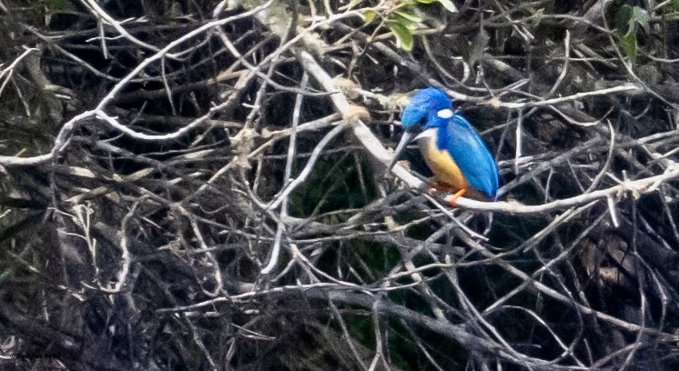 Half-collared Kingfisher - ML625358715