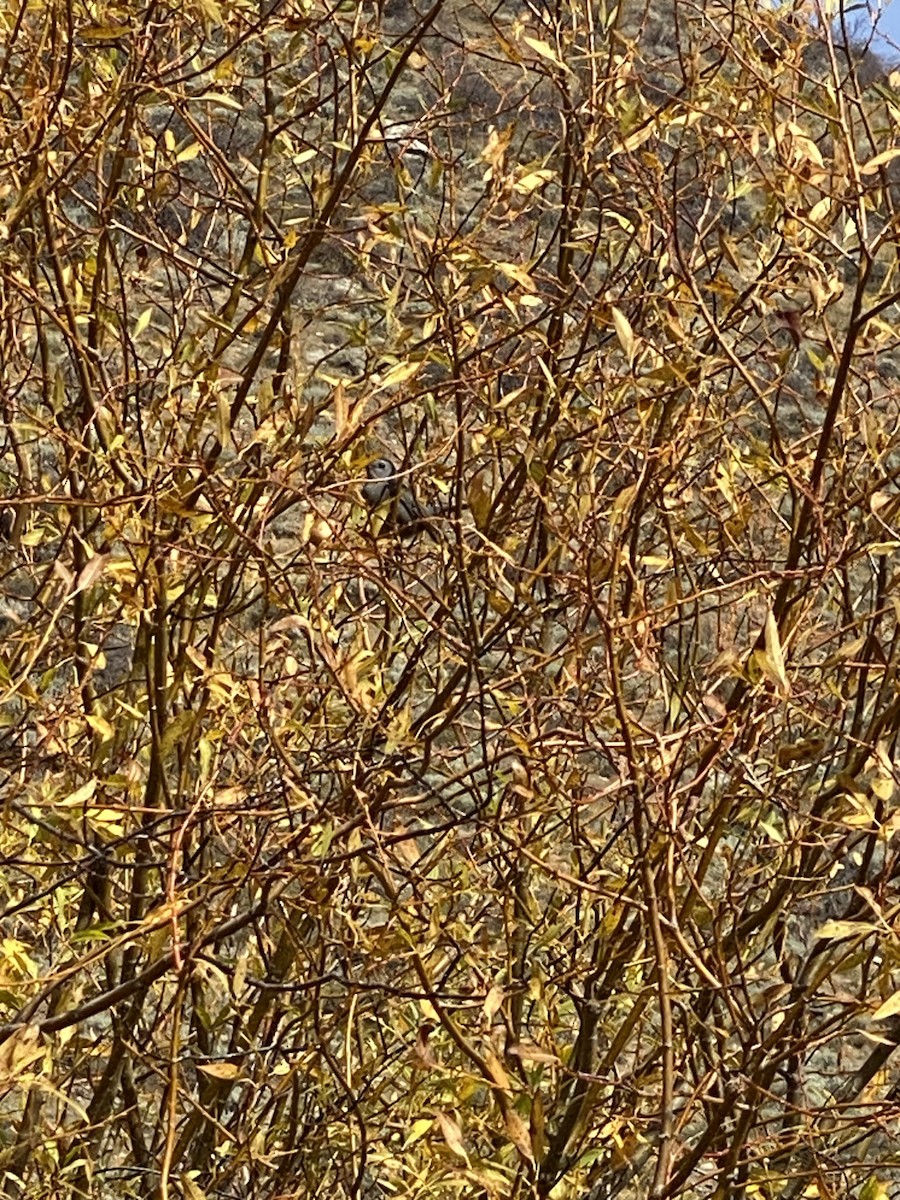 Gray Catbird - ML625358867