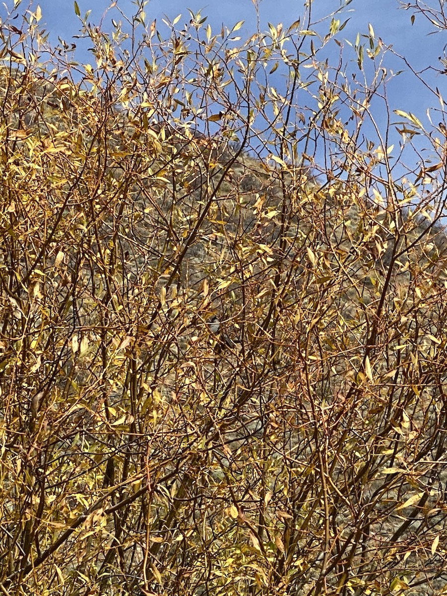 Gray Catbird - ML625358912