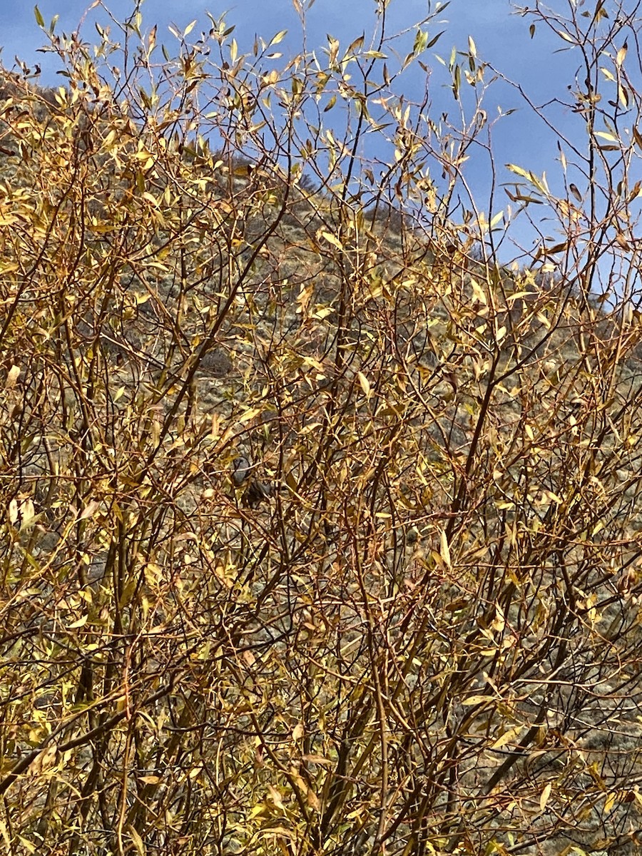 Gray Catbird - ML625358913