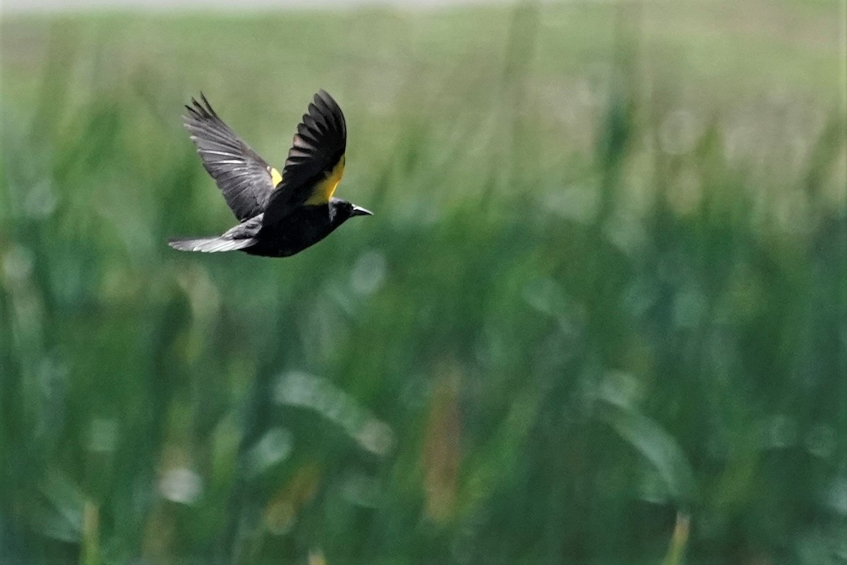 Yellow-winged Blackbird - ML625358989