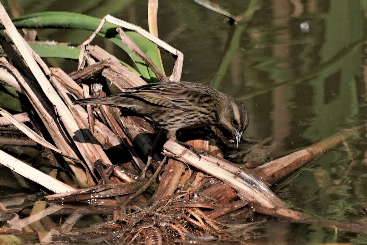 Yellow-winged Blackbird - ML625358990