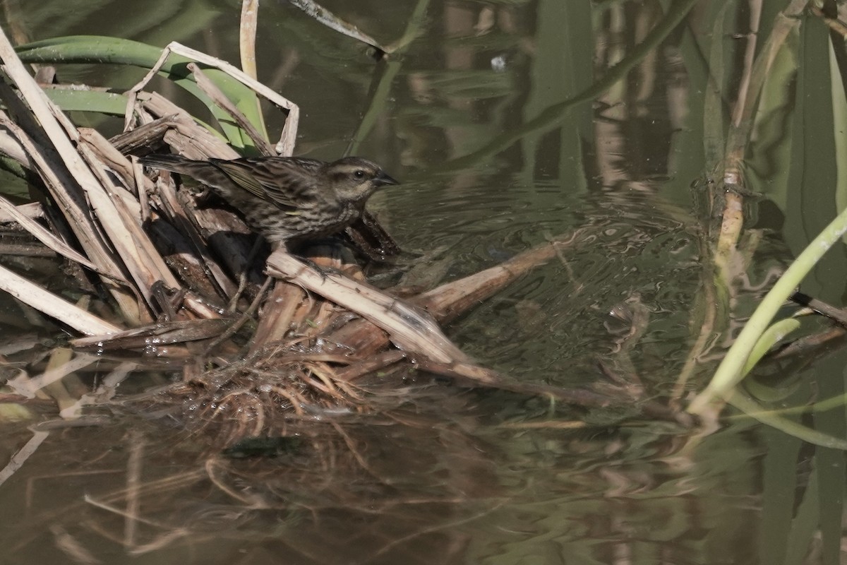 Yellow-winged Blackbird - ML625358991