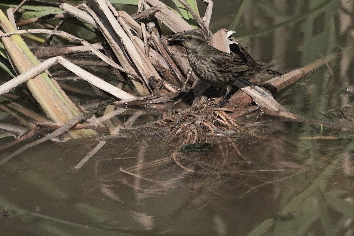 Yellow-winged Blackbird - ML625358992