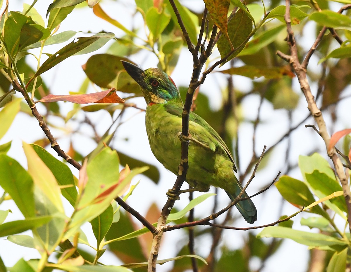 Mountain Barbet - Joshua Vandermeulen