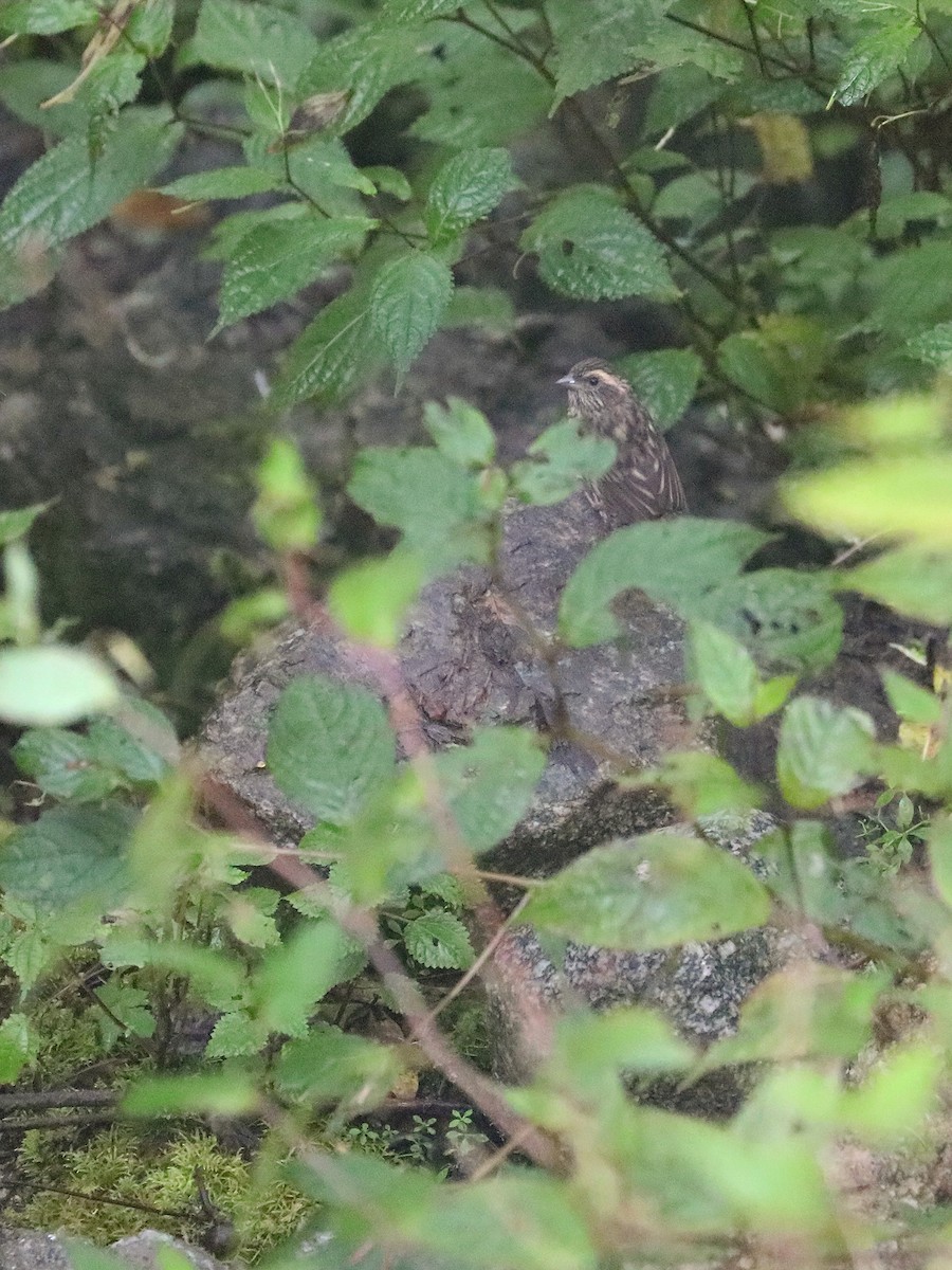 Chinese White-browed Rosefinch - ML625359087