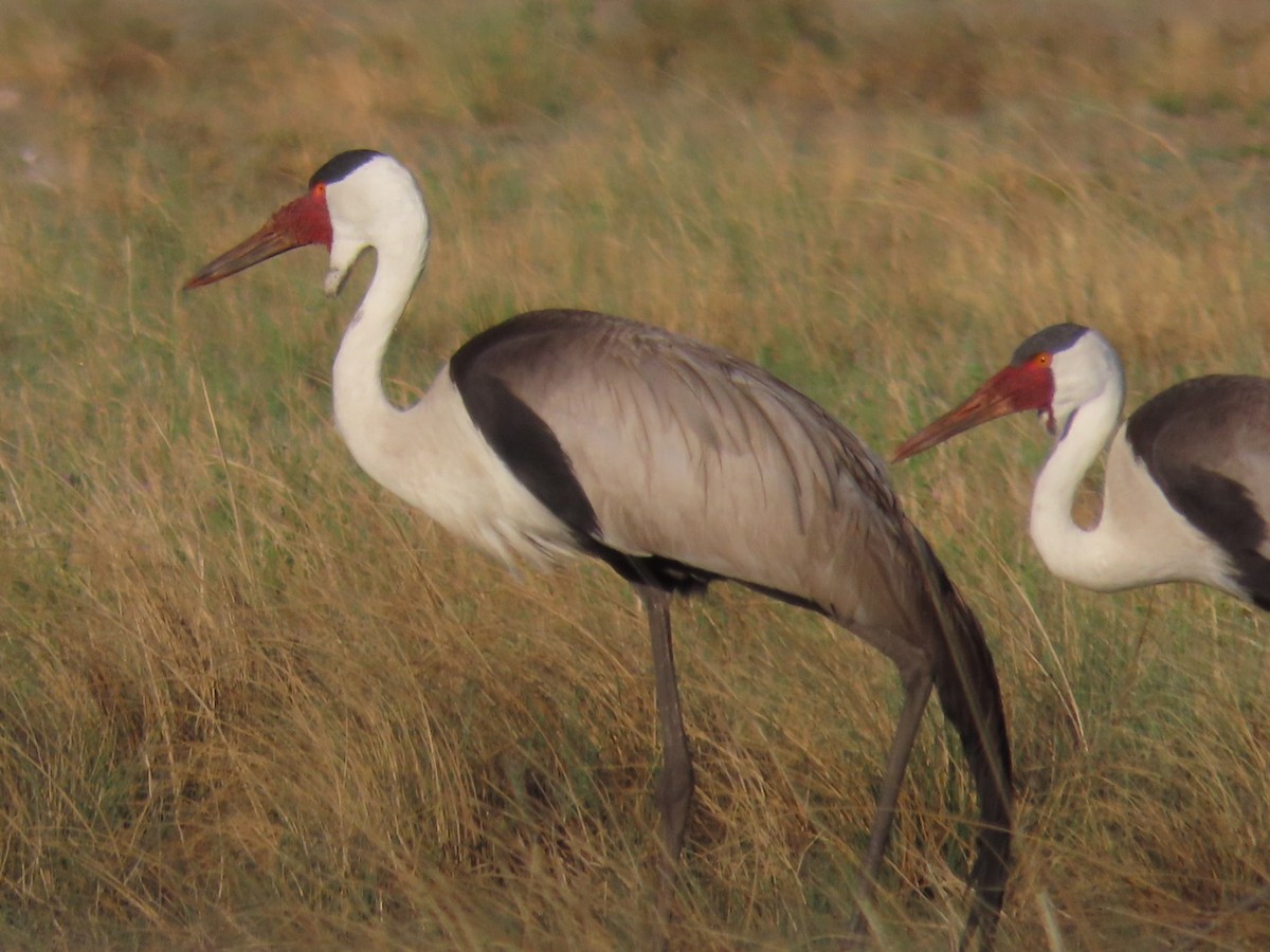 Wattled Crane - ML625359142