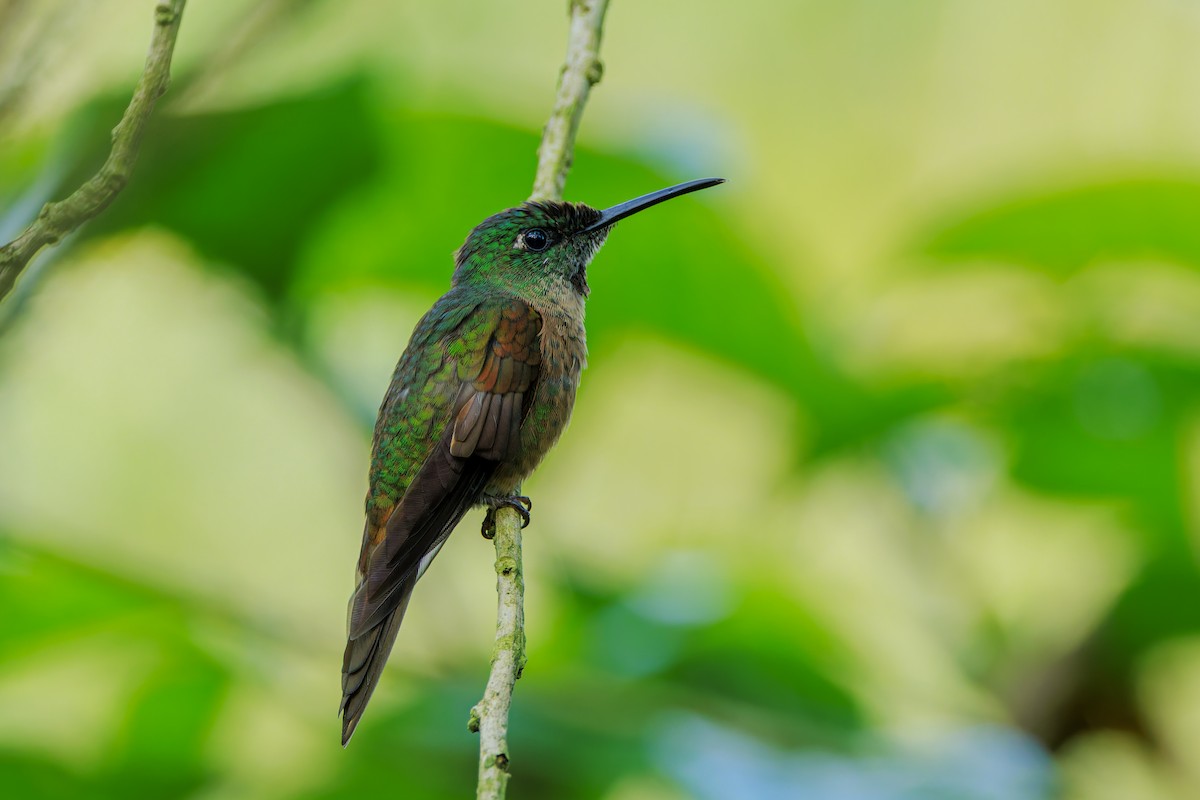 Fawn-breasted Brilliant - ML625359266