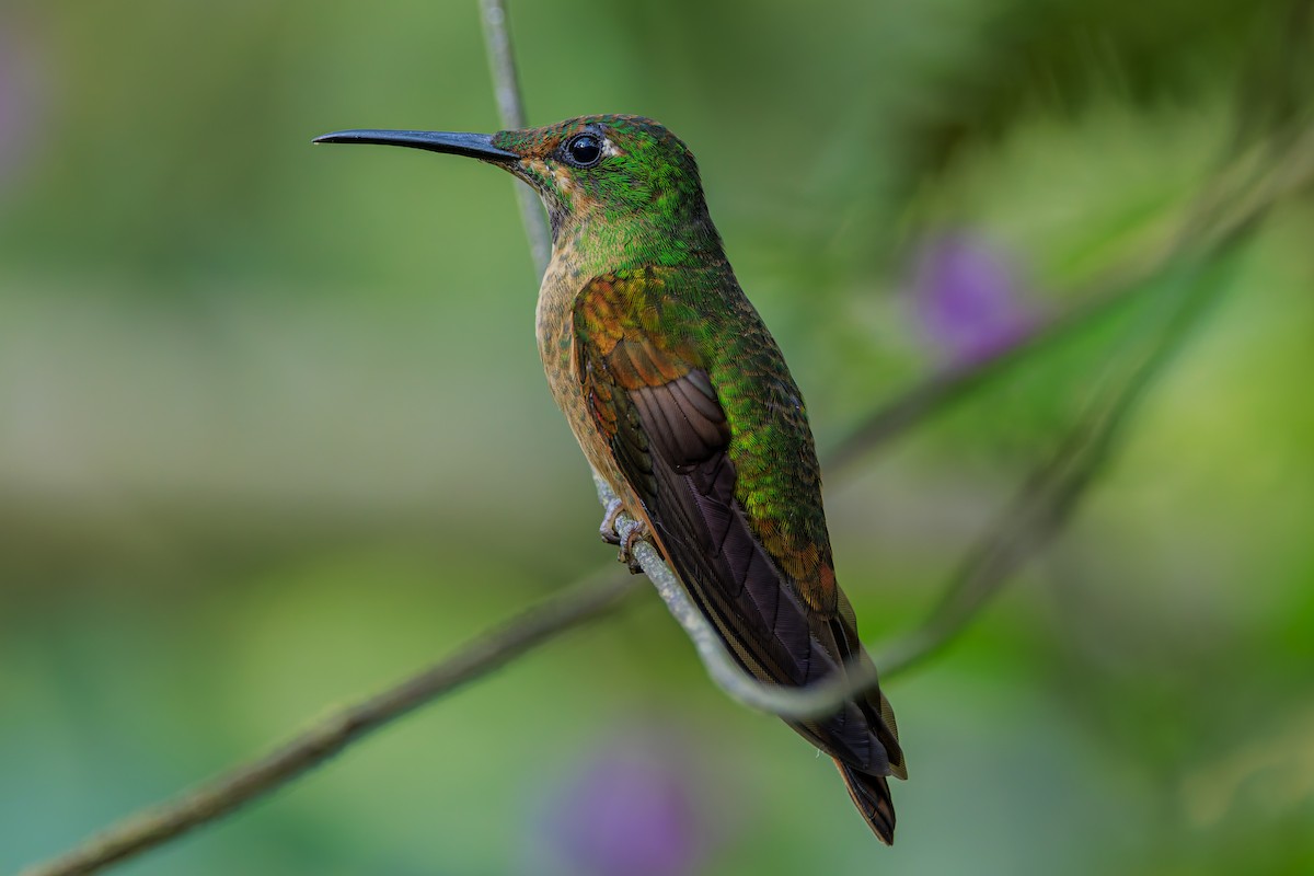 Fawn-breasted Brilliant - ML625359267