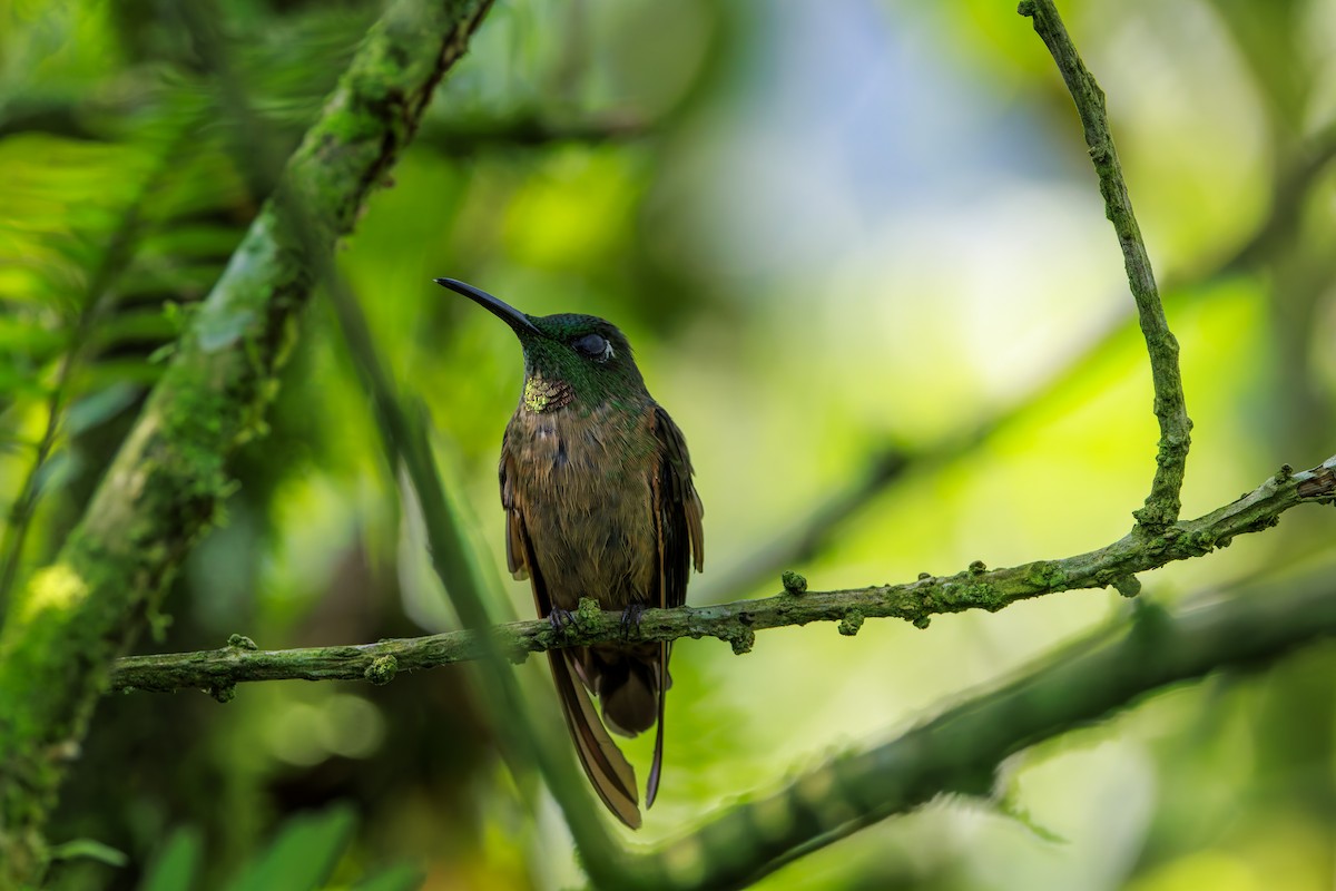 Fawn-breasted Brilliant - ML625359268