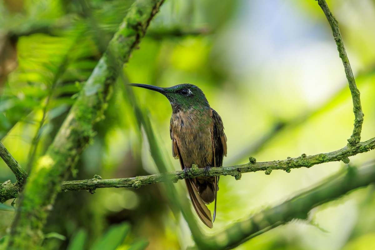 Fawn-breasted Brilliant - ML625359269