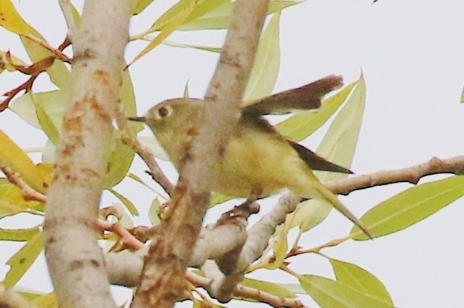 Ruby-crowned Kinglet - ML625359366