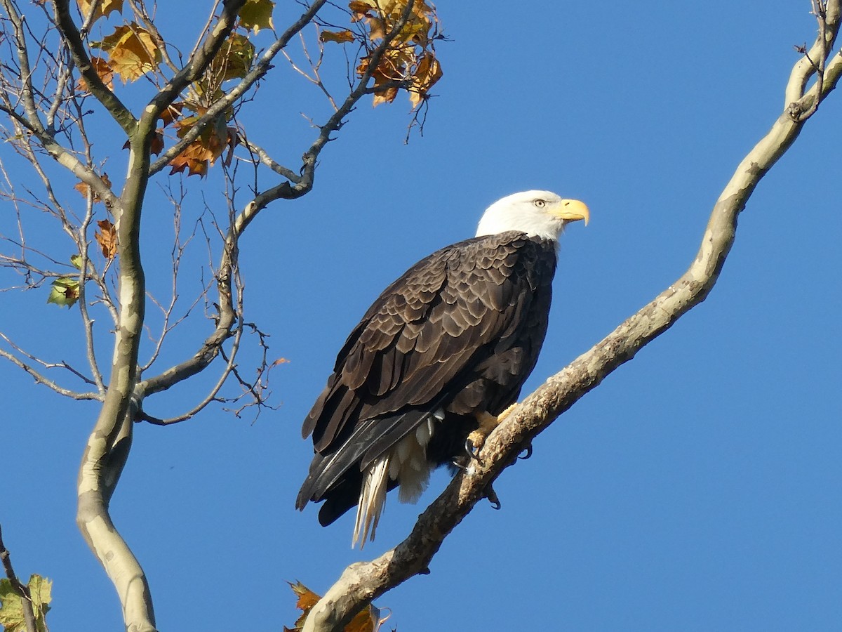 Bald Eagle - ML625359369