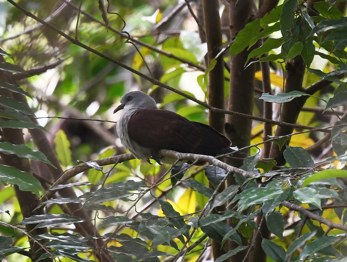 Mountain Imperial-Pigeon - ML625359509