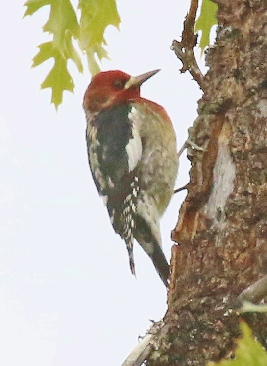 Red-breasted Sapsucker - ML625359513