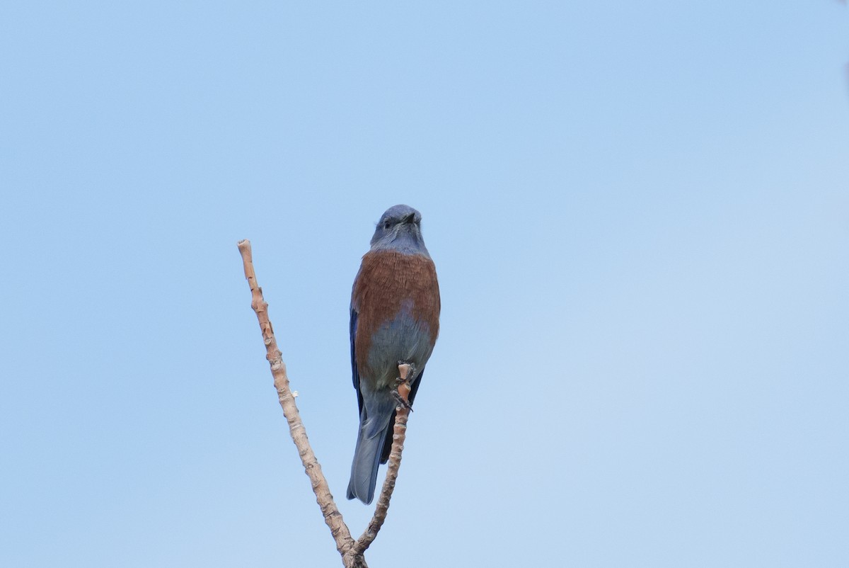 Western Bluebird - ML625359565