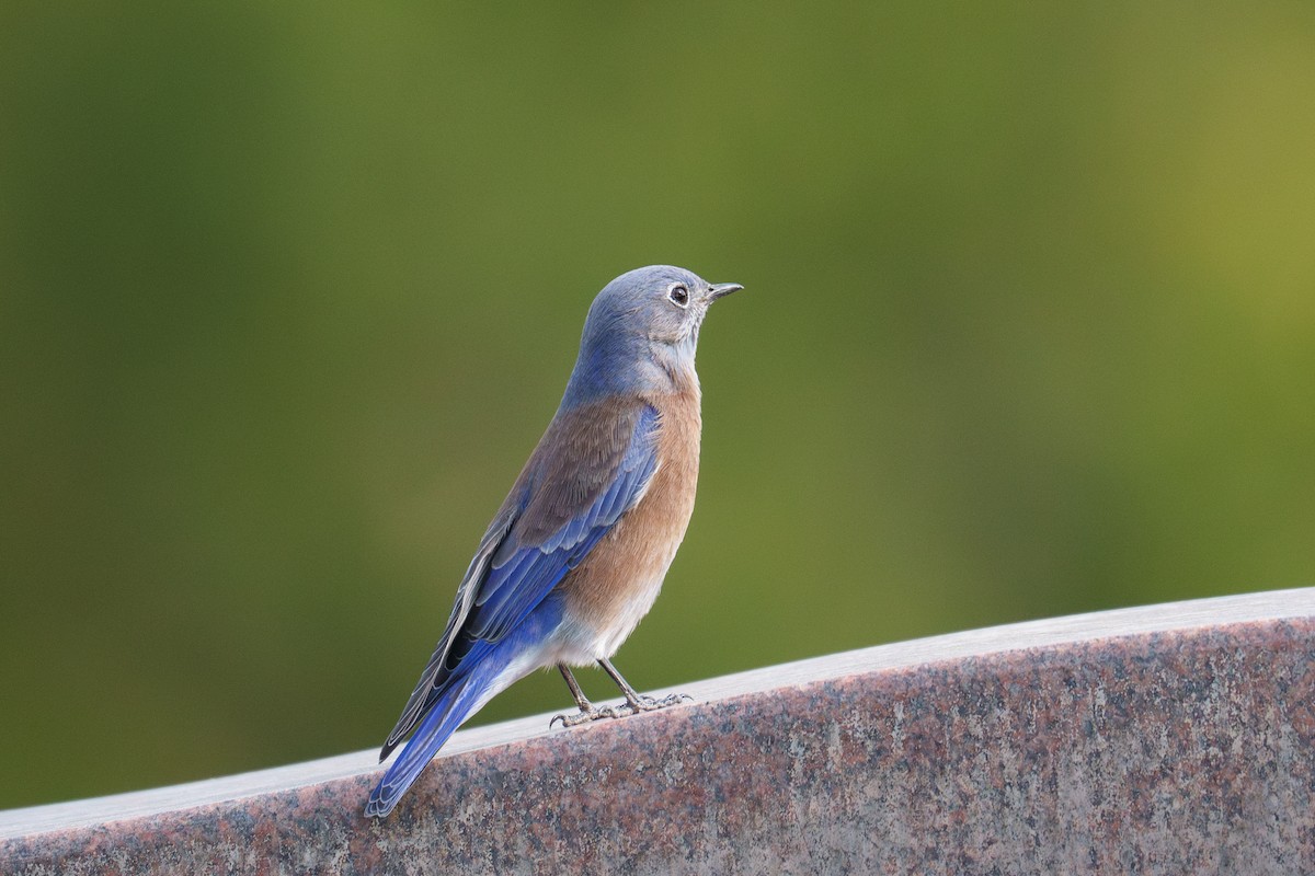 Western Bluebird - ML625359567