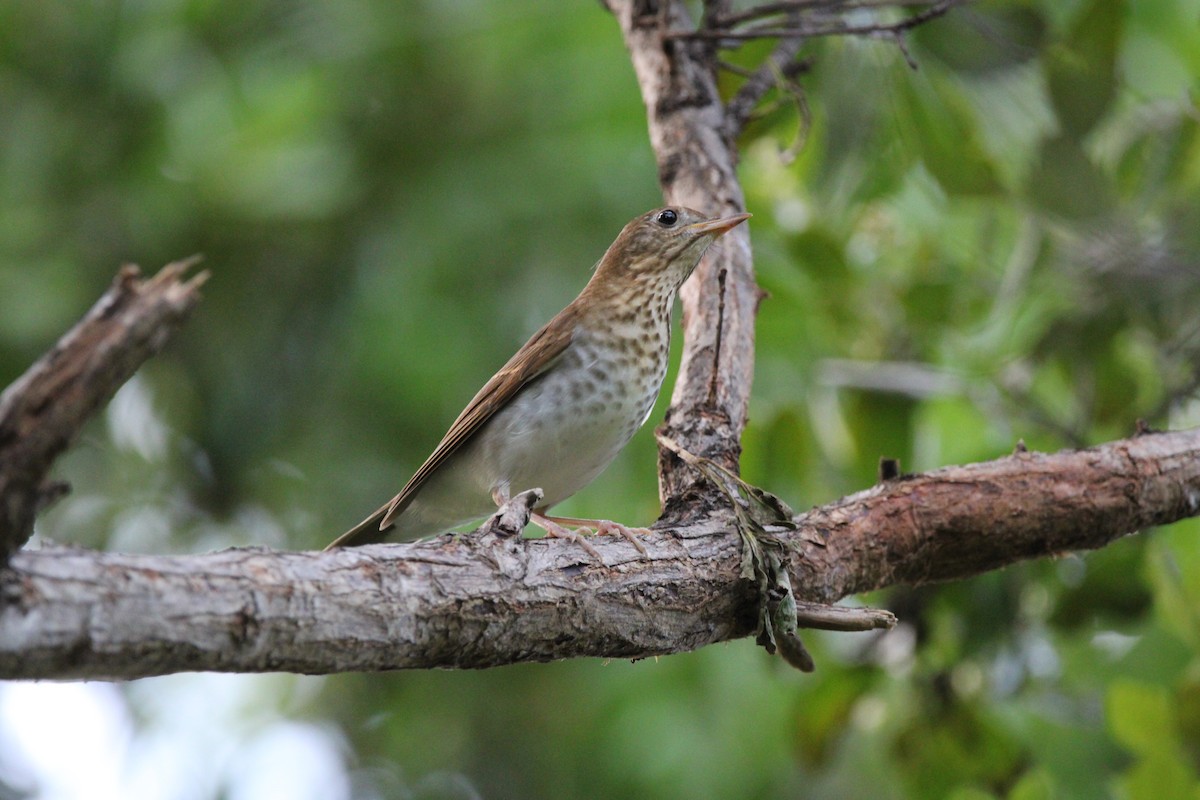 Swainson's Thrush - ML625359585