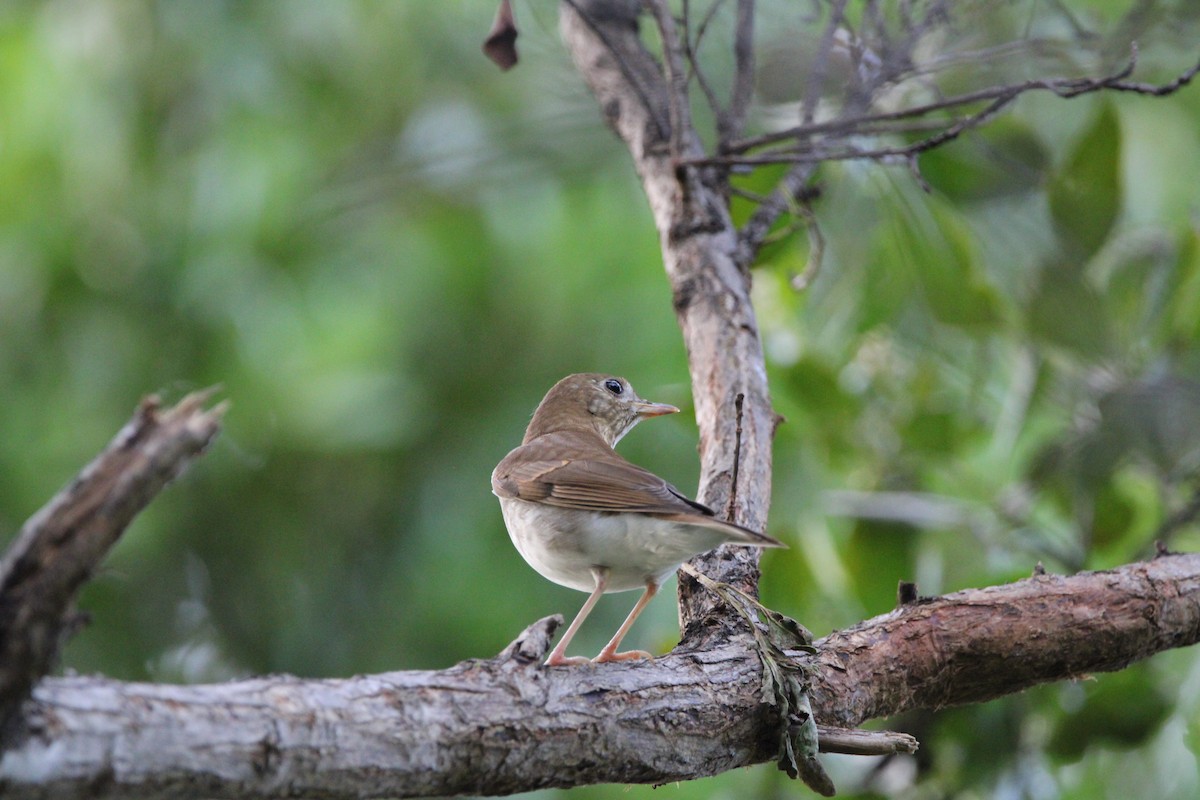 Swainson's Thrush - ML625359586