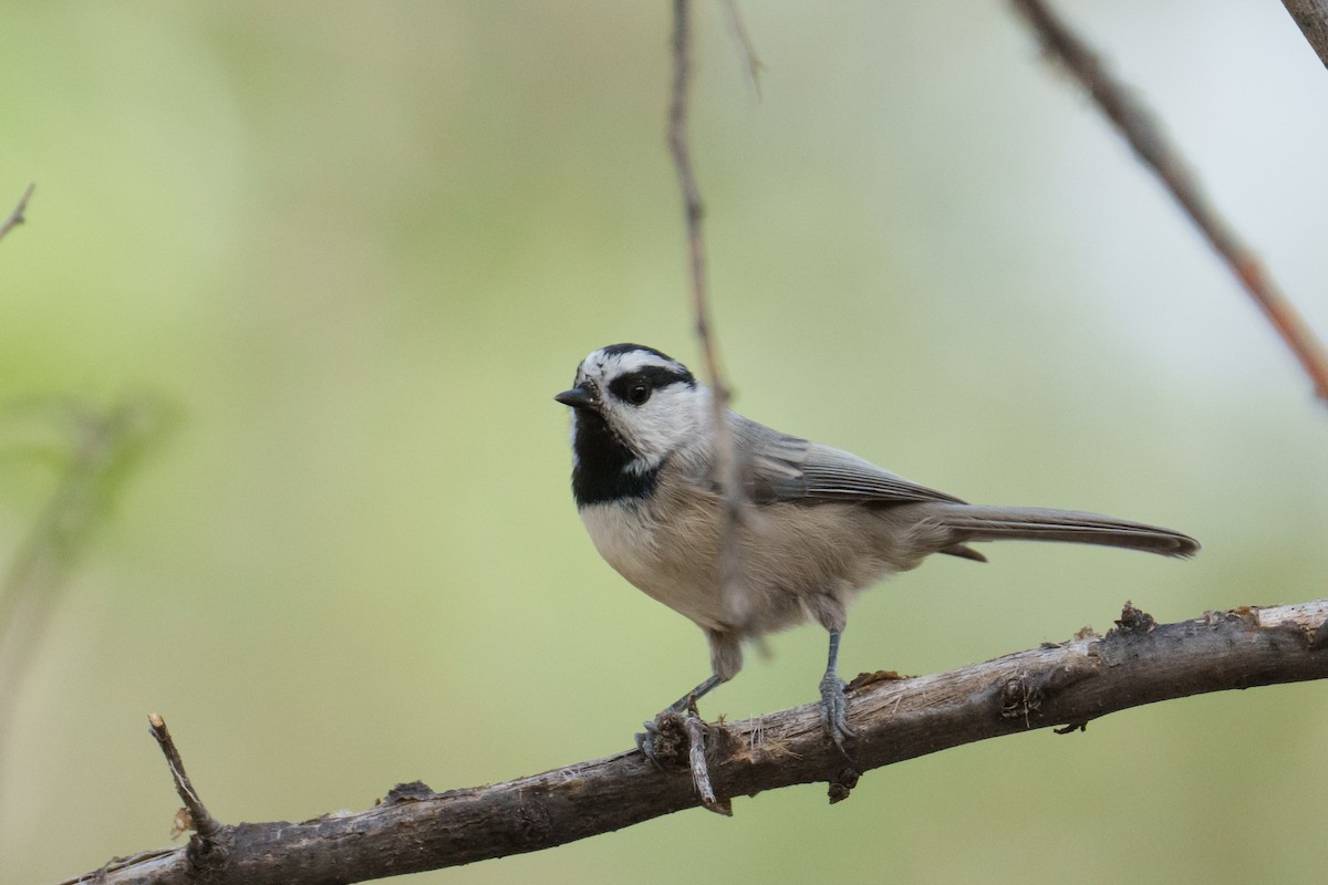 Mountain Chickadee - ML625359634