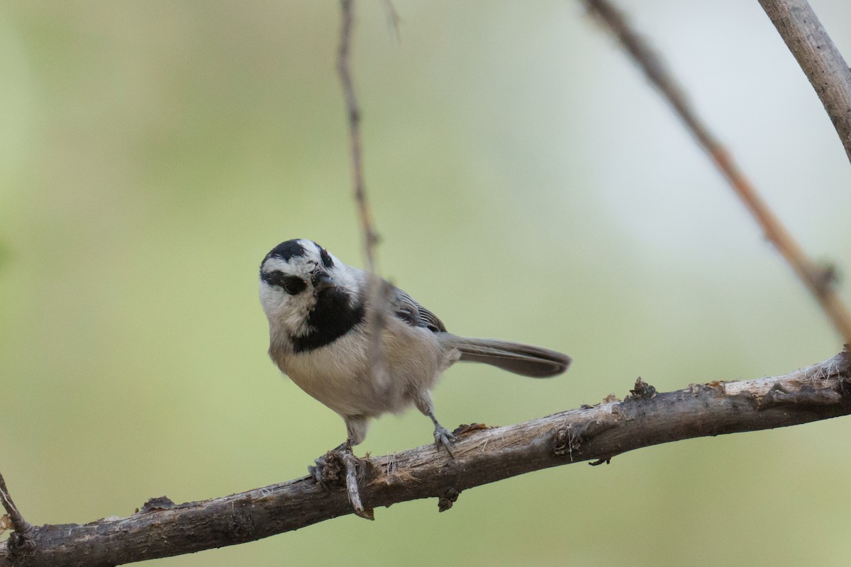 Mountain Chickadee - ML625359635