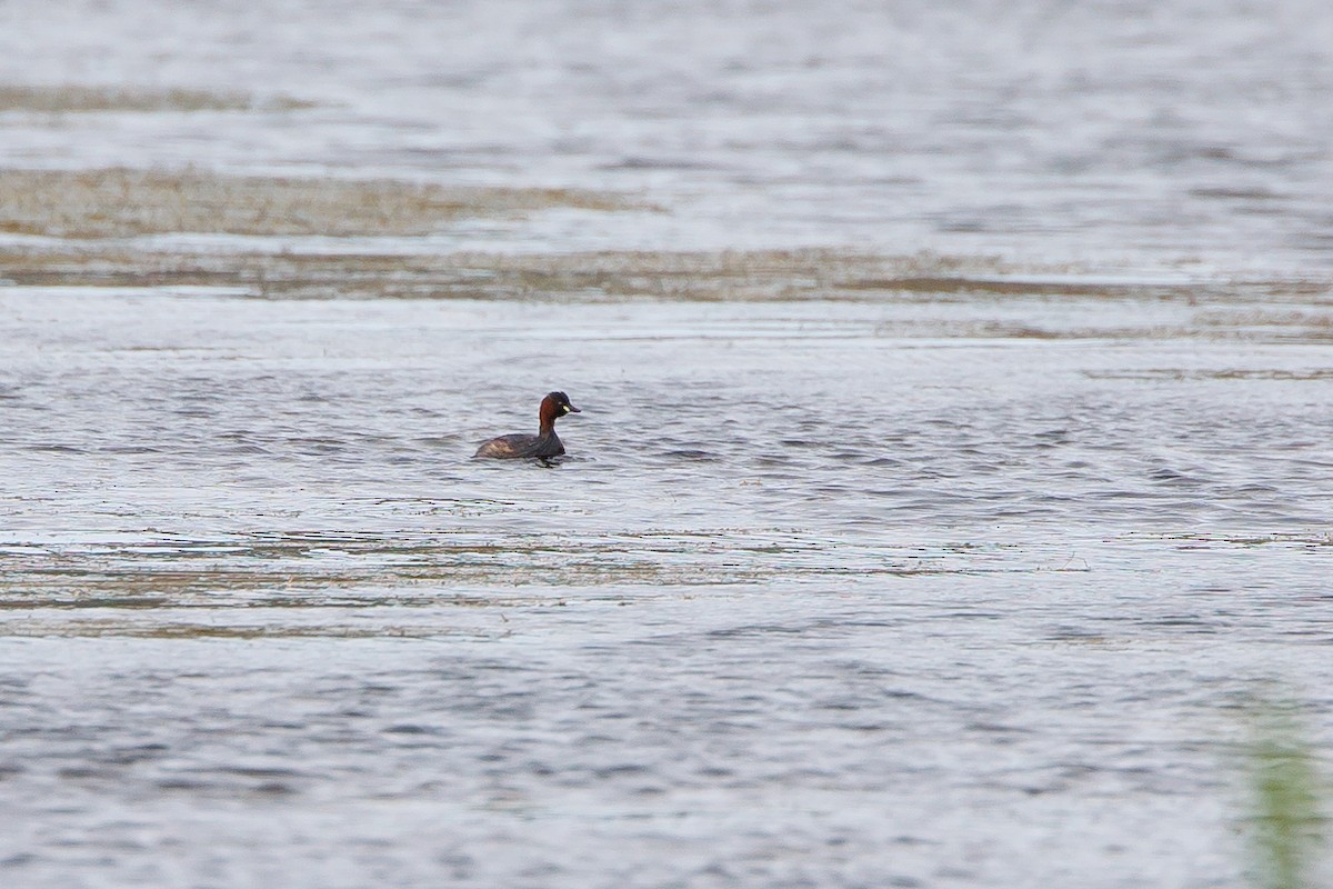 Little Grebe - Giorgi Natsvlishvili