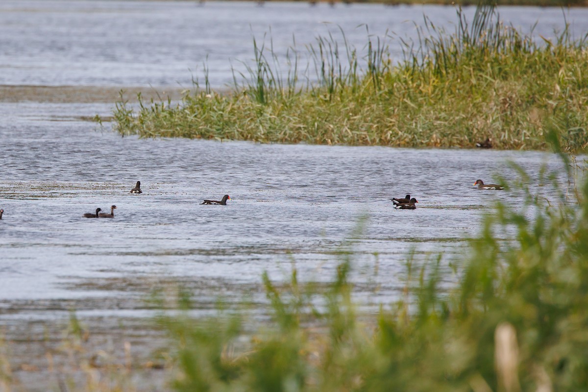 Gallinule poule-d'eau - ML625359642