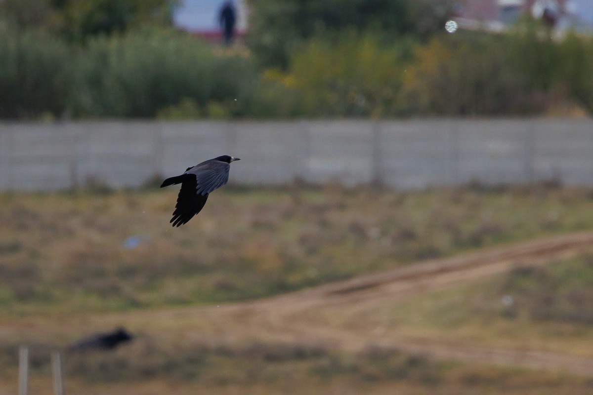 Rook - Giorgi Natsvlishvili