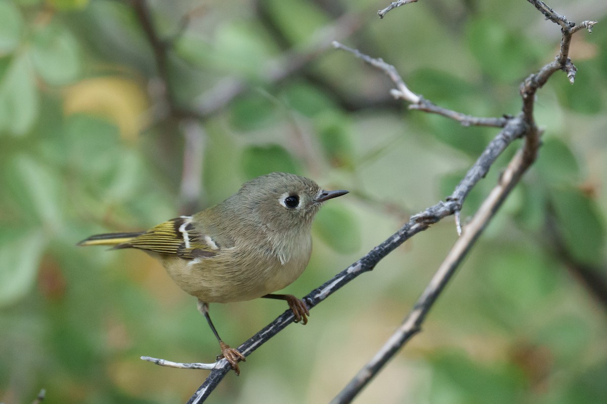 Ruby-crowned Kinglet - ML625359661