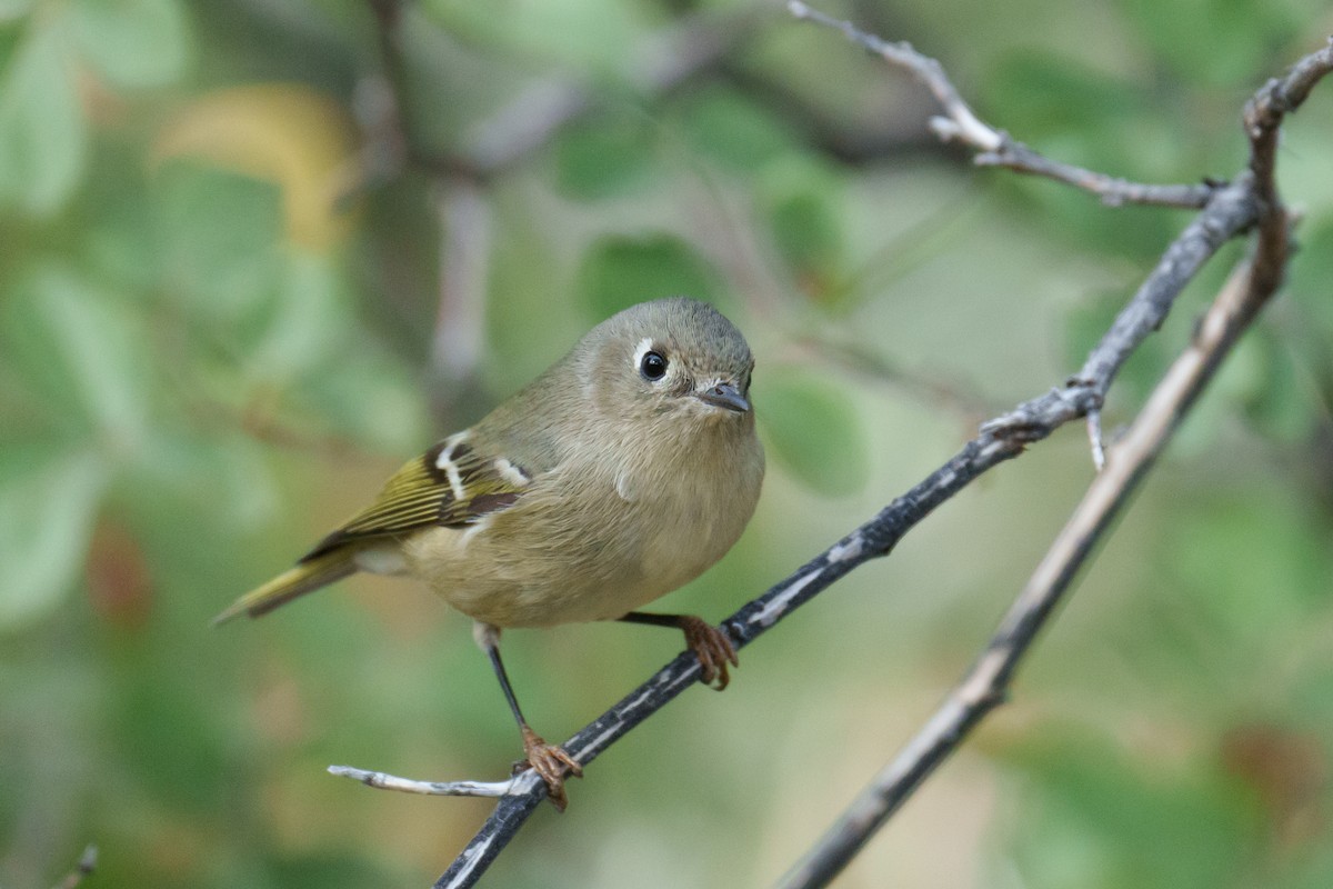 Ruby-crowned Kinglet - ML625359662