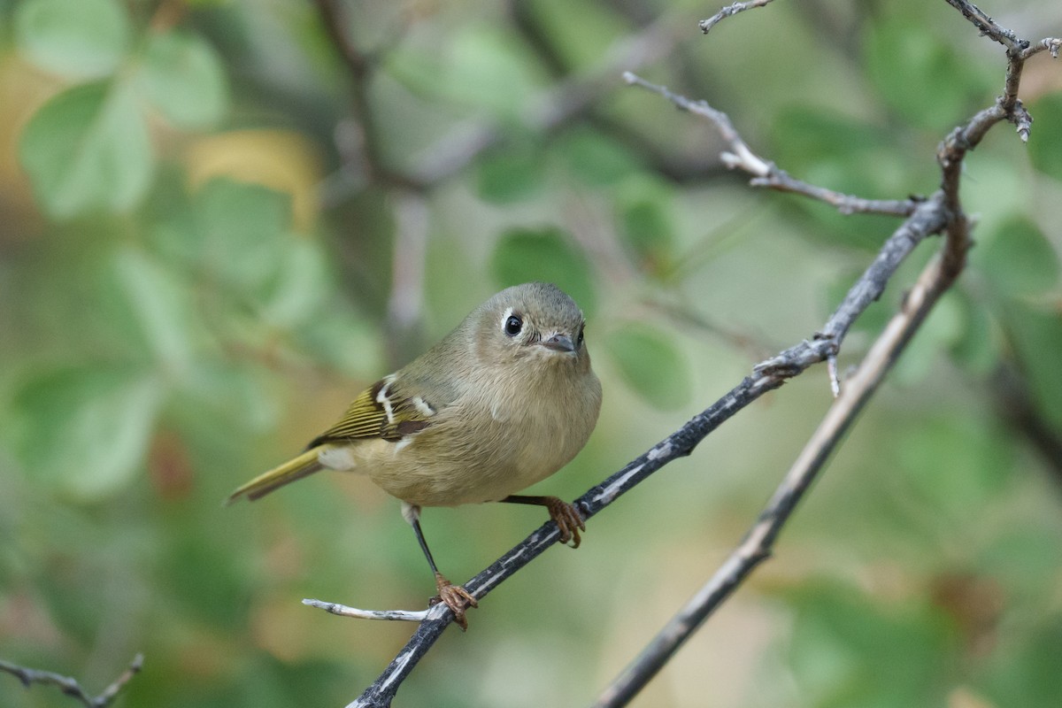 Ruby-crowned Kinglet - ML625359663