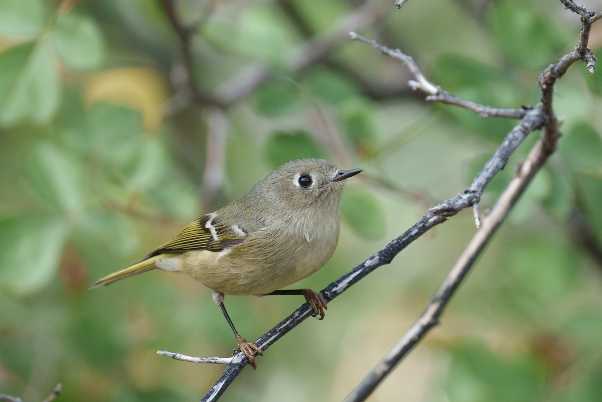 Ruby-crowned Kinglet - ML625359664