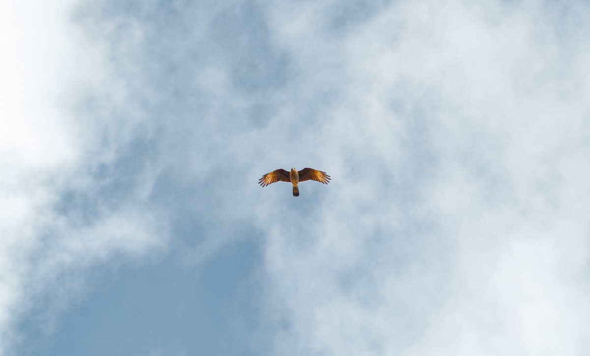 čimango argentinský - ML625359669