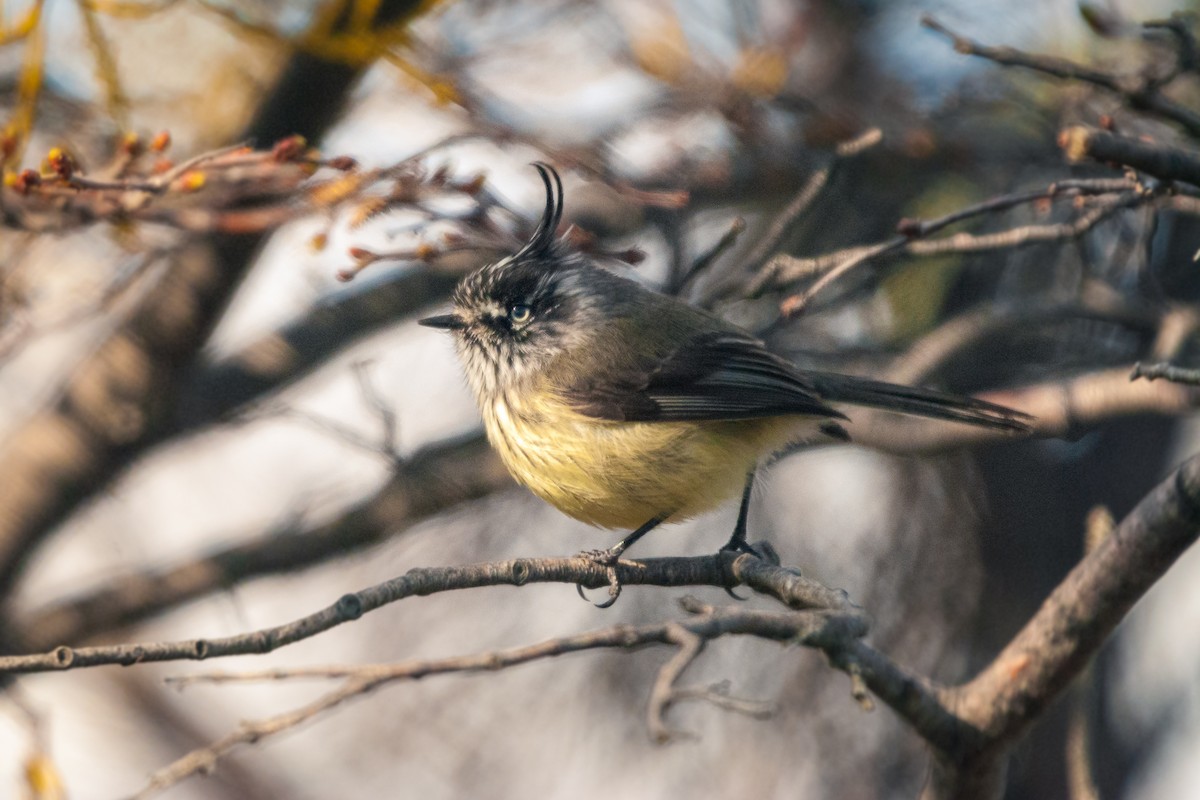 Tufted Tit-Tyrant - ML625359671