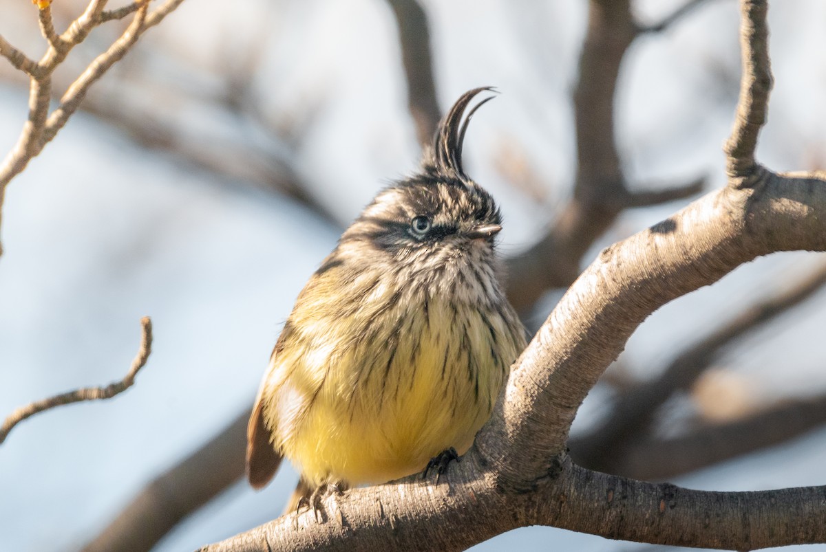 Tufted Tit-Tyrant - ML625359672