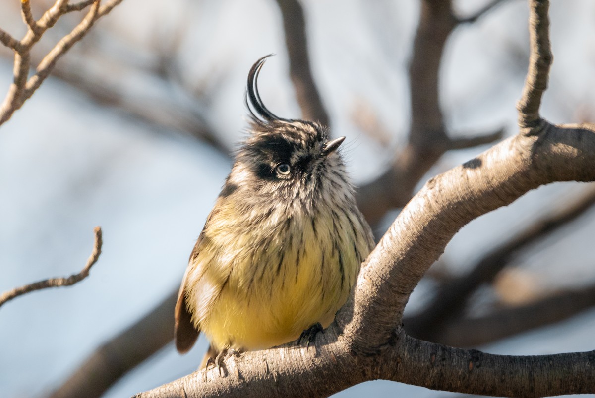 Tufted Tit-Tyrant - ML625359673