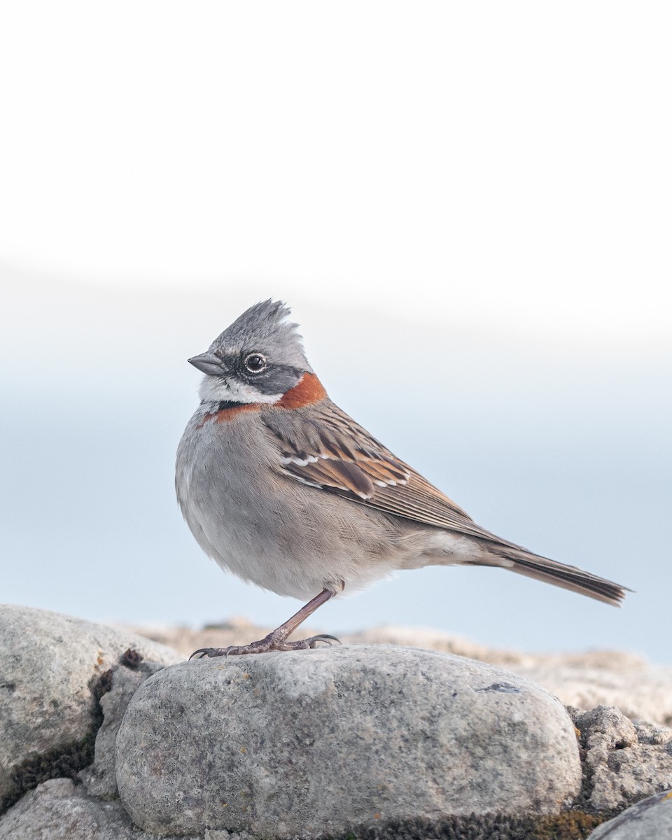 Rufous-collared Sparrow - ML625359677