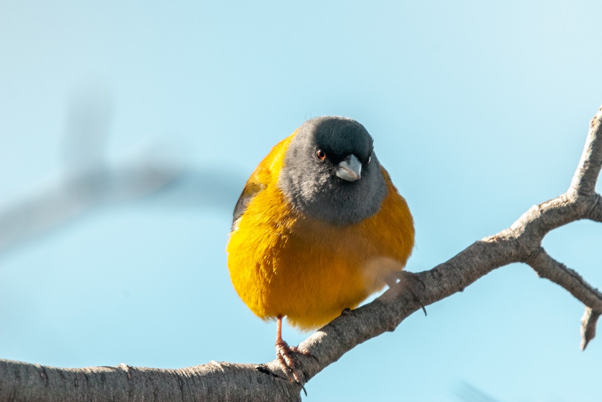Patagonian Sierra Finch - ML625359679