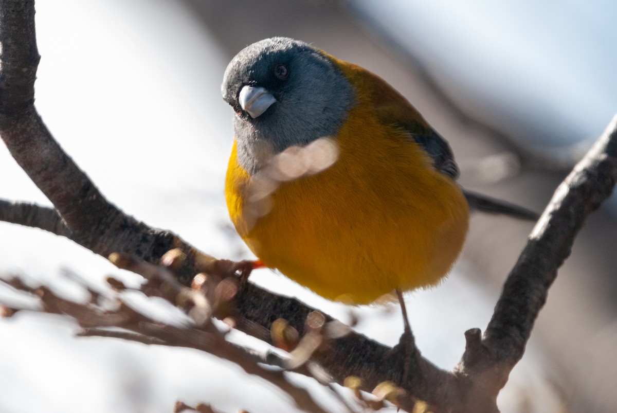 Patagonian Sierra Finch - ML625359680