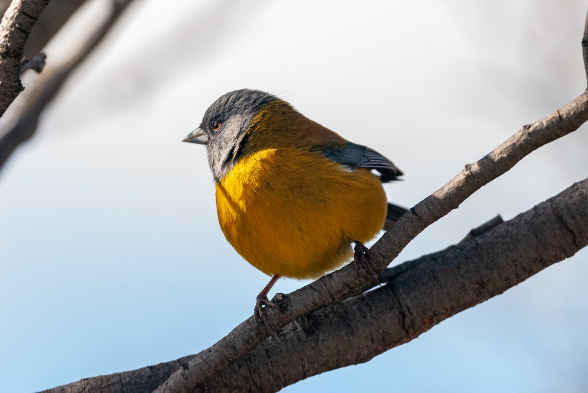 Patagonian Sierra Finch - ML625359681