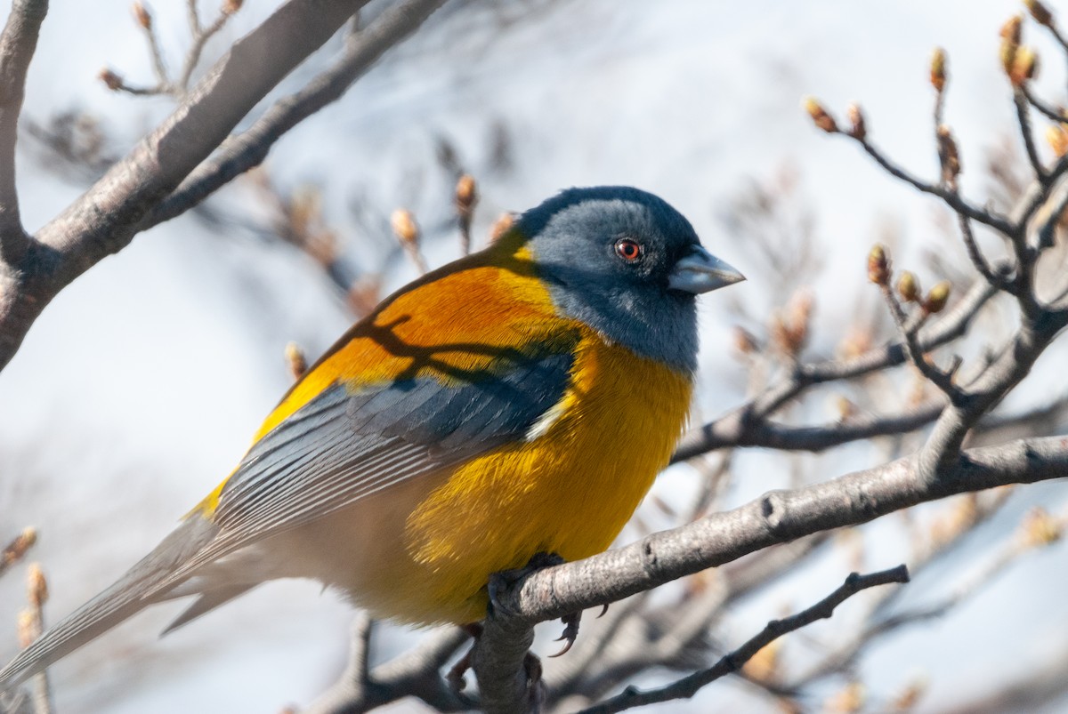 Patagonian Sierra Finch - ML625359682