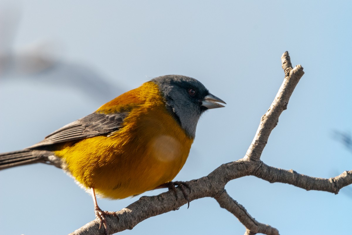 Patagonian Sierra Finch - ML625359683