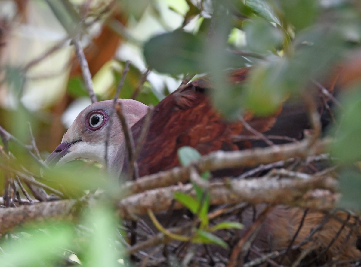 Mountain Imperial-Pigeon - Joshua Vandermeulen