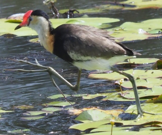 Comb-crested Jacana - ML625359867